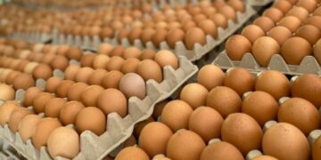 Peligro en el maple: la venta ambulante de huevos bajo el sol enciende alarmas por salmonella