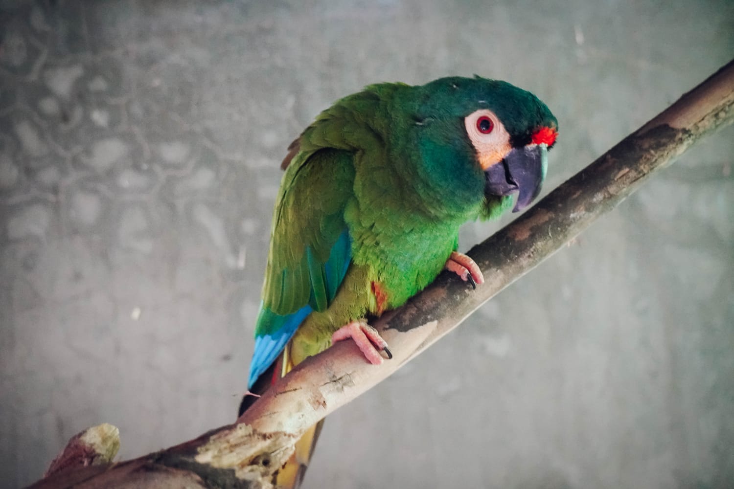 Loro Maracaná lomo rojo.