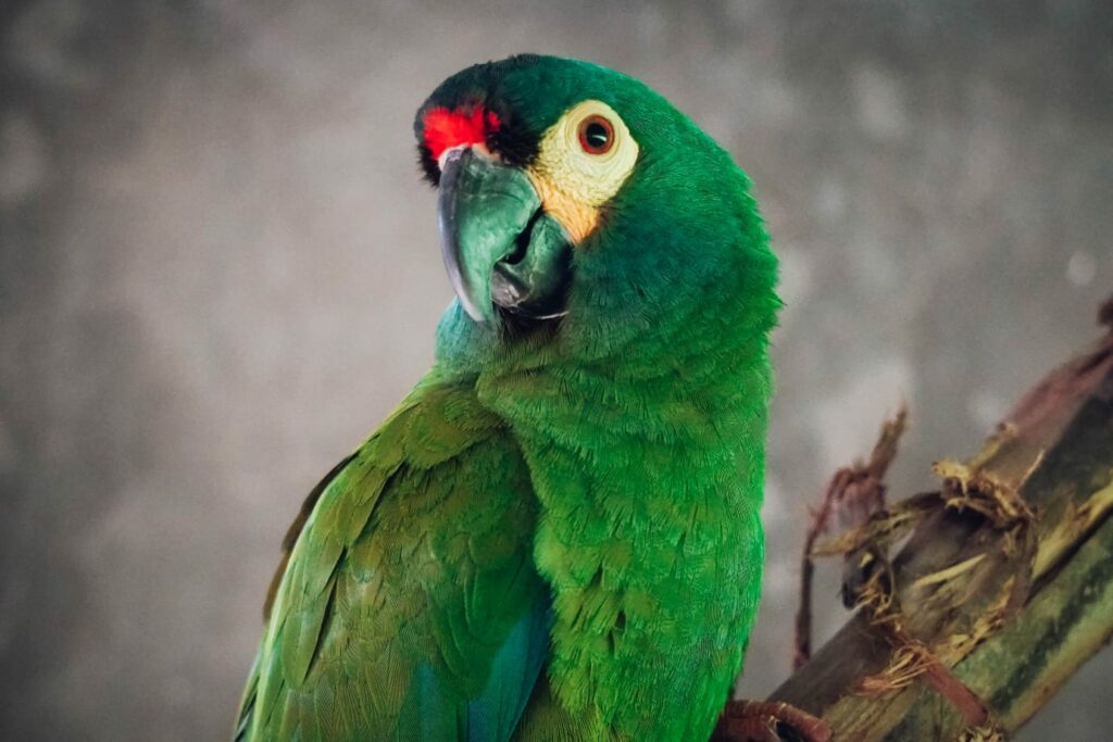 El ave se incorporará al proyecto de Maracaná Lomo Rojo de Aves Argentinas