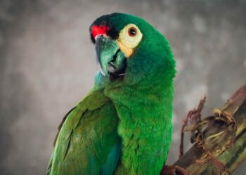 El ave se incorporará al proyecto de Maracaná Lomo Rojo de Aves Argentinas