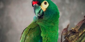 El ave se incorporará al proyecto de Maracaná Lomo Rojo de Aves Argentinas