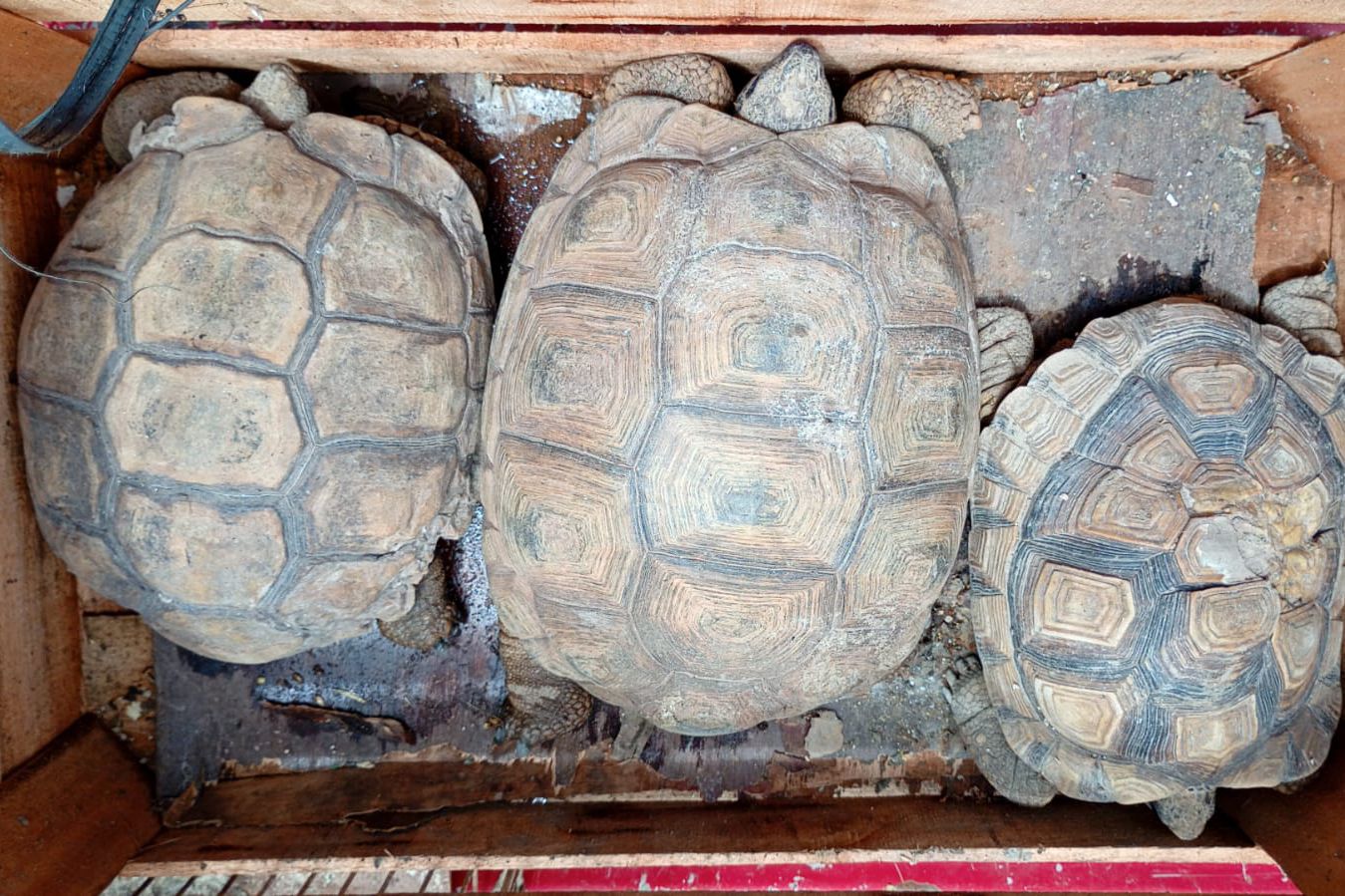 Los ejemplares fueron trasladados al centro de rescate Tatú Carreta en Casa Grande.