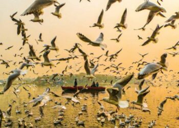 La UNESCO lanzó “Capturar el futuro”, una convocatoria global que invita a jóvenes a narrar, a través de imágenes y videos, la relación entre las personas y la naturaleza en reservas de biosfera.