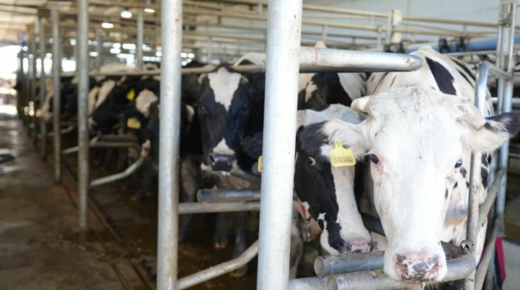 Córdoba otorgó el primer certificado de huella de carbono a una industria láctea