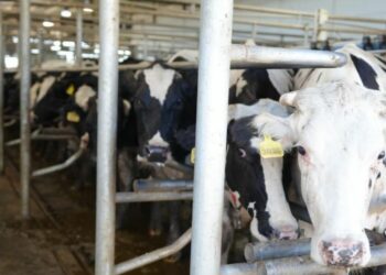 Córdoba otorgó el primer certificado de huella de carbono a una industria láctea