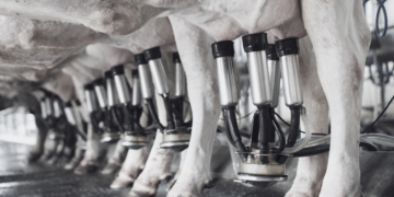 La empresa Sudamericana Lácteos de Santa Fe, confirmó que se encuentra al borde del cierre, una situación que pondría en riesgo los 80 puestos de trabajo que dependen de la firma.