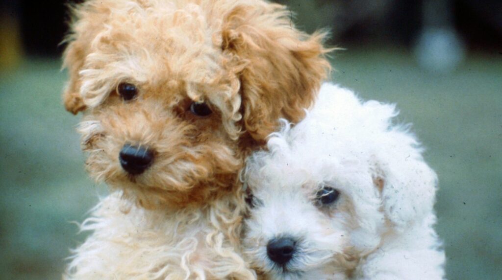 En Argentina, 8 de cada 10 personas viven con mascotas, pero la prevención sanitaria muestra señales de alerta: el 16,3% de los perros no recibió ninguna vacuna en el último año