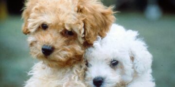 En Argentina, 8 de cada 10 personas viven con mascotas, pero la prevención sanitaria muestra señales de alerta: el 16,3% de los perros no recibió ninguna vacuna en el último año