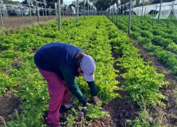 El registro es anual y se realiza a través de Ciudadano Digital Nivel 2.