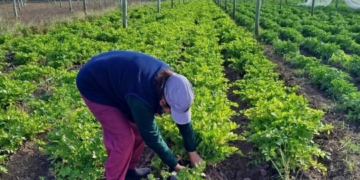 El registro es anual y se realiza a través de Ciudadano Digital Nivel 2.