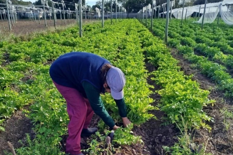 El registro es anual y se realiza a través de Ciudadano Digital Nivel 2.