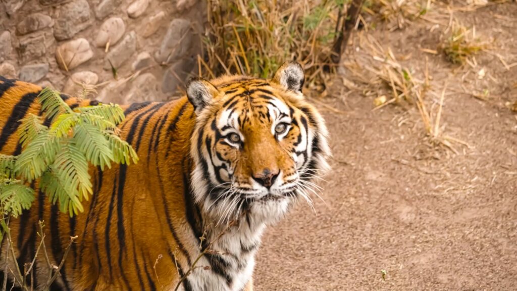 Fallecieron la mona “Lisa” y el tigre “Diego” del Parque de la Biodiversidad