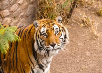 Fallecieron la mona “Lisa” y el tigre “Diego” del Parque de la Biodiversidad