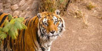 Fallecieron la mona “Lisa” y el tigre “Diego” del Parque de la Biodiversidad