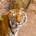El tigre Diego, que residía en el ex zoológico y tenía 21 años al momento de su muerte.