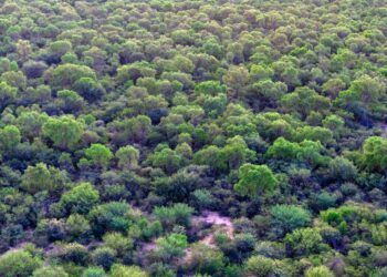 El trámite se gestiona a través de la plataforma Ciudadano Digital, y estará disponible hasta el 31 de marzo de 2026.