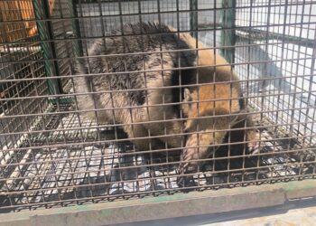 Inusual rescate de fauna silvestre en zona urbana