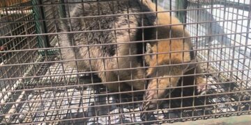 Inusual rescate de fauna silvestre en zona urbana