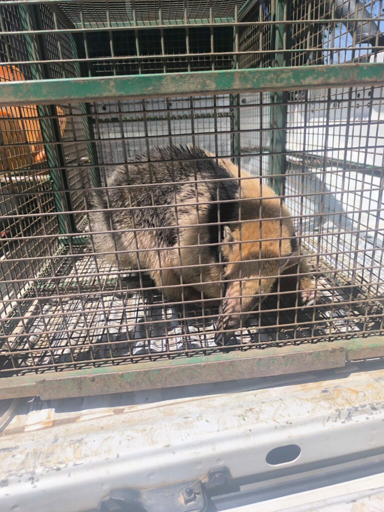 Inusual rescate de fauna silvestre en zona urbana