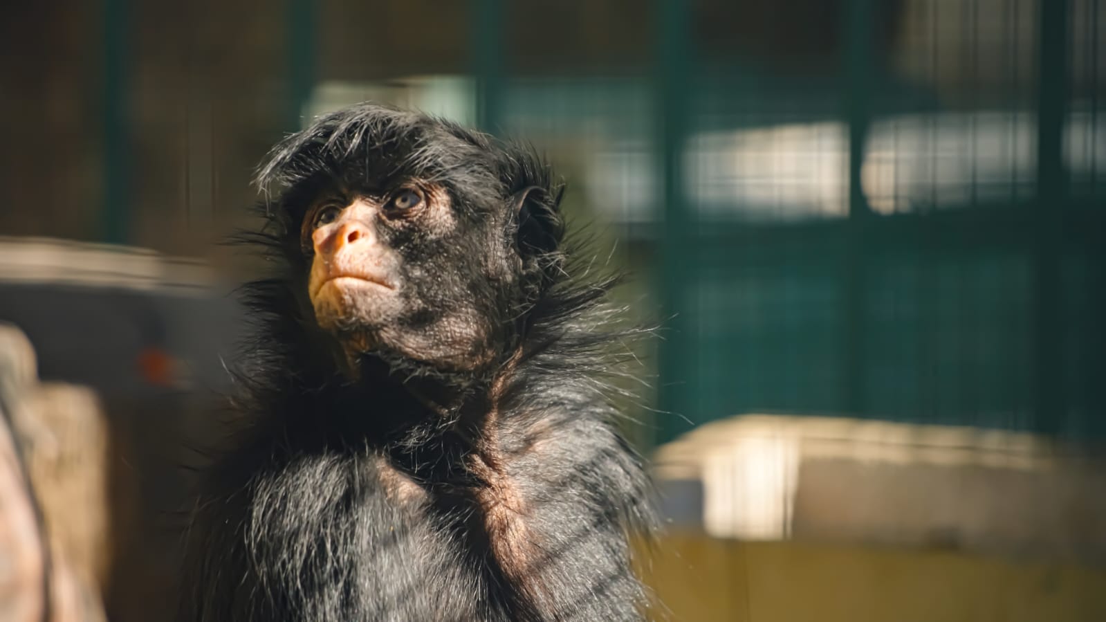 Fallecieron la mona “Lisa” y el tigre “Diego” del Parque de la Biodiversidad