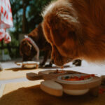 Terrambú, el refugio serrano en Córdoba con alojamiento y carta para perros