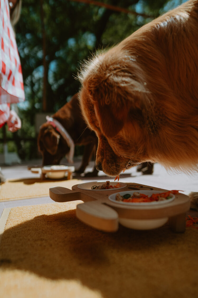 Terrambú, el refugio serrano en Córdoba con alojamiento y carta para perros