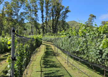 El primer diagnóstico socioproductivo de la emergente vitivinicultura en Córdoba detectó que en la provincia hay 51 elaboradores de vino (EDV). En total, la provincia de Córdoba con 244,2 hectáreas.