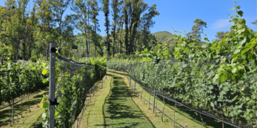 El primer diagnóstico socioproductivo de la emergente vitivinicultura en Córdoba detectó que en la provincia hay 51 elaboradores de vino (EDV). En total, la provincia de Córdoba con 244,2 hectáreas.
