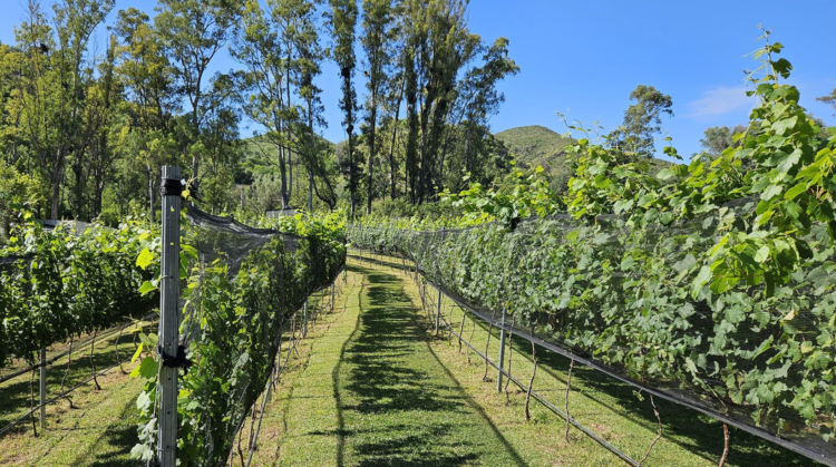 El primer diagnóstico socioproductivo de la emergente vitivinicultura en Córdoba detectó que en la provincia hay 51 elaboradores de vino (EDV). En total, la provincia de Córdoba con 244,2 hectáreas.