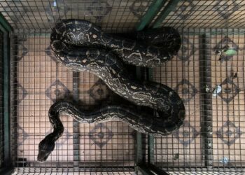 Capturan una lampalagua de gran tamaño en una vivienda de barrio Villa Rivadavia