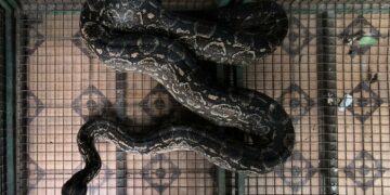 Capturan una lampalagua de gran tamaño en una vivienda de barrio Villa Rivadavia