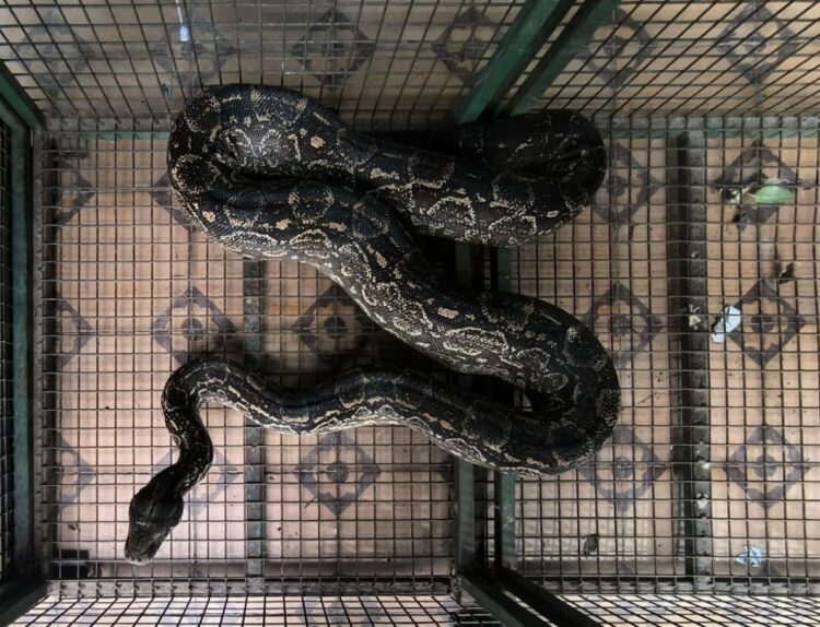 Capturan una lampalagua de gran tamaño en una vivienda de barrio Villa Rivadavia Capturan una lampalagua de gran tamaño en una vivienda de barrio Villa Rivadavia