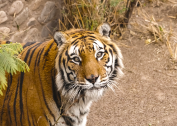 Murieron “Lisa” y “Diego”, históricos habitantes del Parque de la Biodiversidad