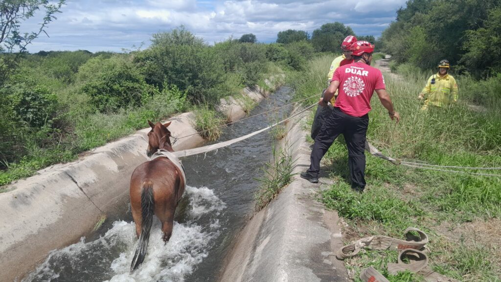 Rescataron a un caballo que había caído a un canal