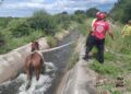Rescataron a un caballo que había caído a un canal
