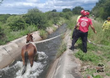 Rescataron a un caballo que había caído a un canal