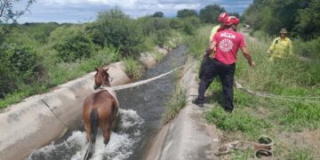 Rescataron a un caballo que había caído a un canal