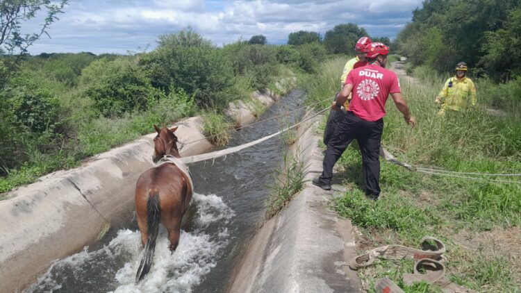Fue rescatado por personal del DUAR y Bomberos Voluntarios y luego entregado a su propietario.