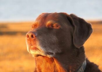 Jornada soleada con temperaturas templadas