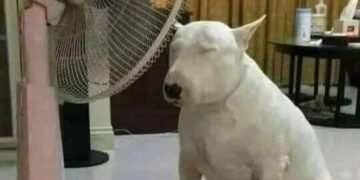 Calor sostenido y alta radiación UV marcaron la jornada en Córdoba, con temperaturas que superaron los 30 grados y cielo entre despejado y parcialmente nublado.