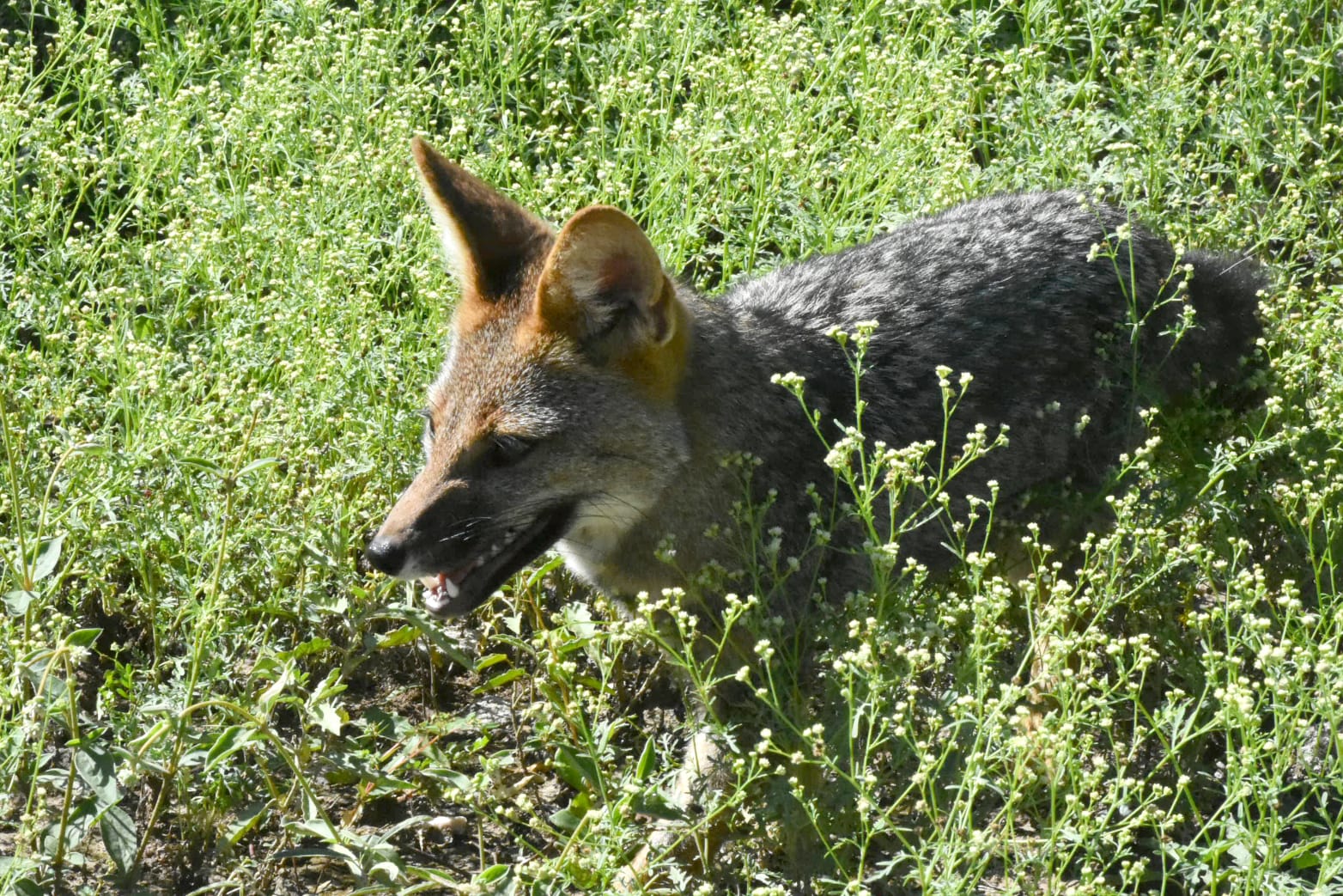 Liberan más de 60 animales silvestres rescatados del cautiverio Liberan más de 60 animales silvestres rescatados del cautiverio