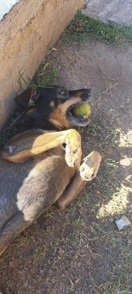 Fatiga, el perro acompañante terapéutico y guardián de la cuadra.