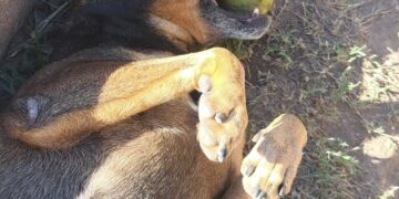 Fatiga, el perro acompañante terapéutico y guardián de la cuadra.