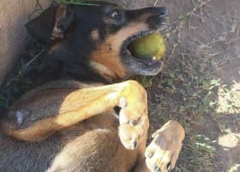 Fatiga, el perro acompañante terapéutico y guardián de la cuadra.