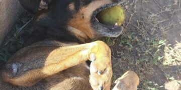 Fatiga, el perro acompañante terapéutico y guardián de la cuadra.