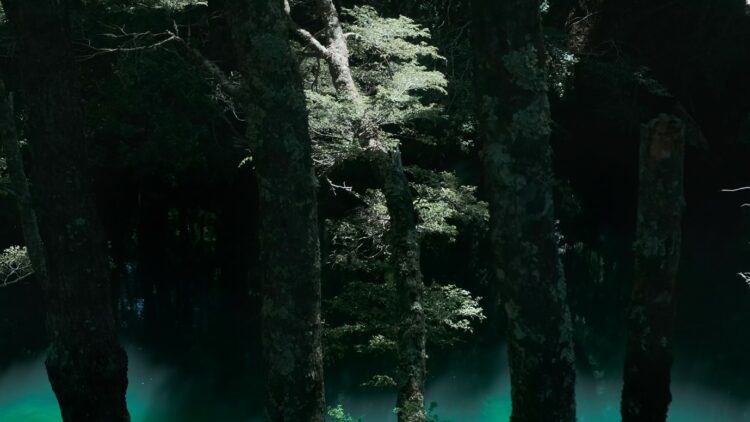 “Bosque arriba en la montaña” (Sofía Bordenave).