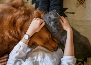 El Día del Animal en Argentina y los beneficios que aporta a nuestra salud tener una mascota