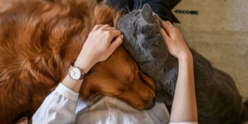 El Dia del Animal en Argentina y los beneficios que aporta a nuestra salud tener una mascota