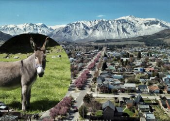 Polémica en Chubut por la venta de carne de burro: precio, sabor y ética