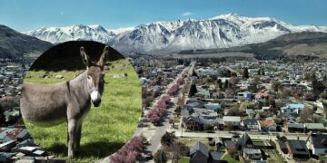 La comercialización de carne de burro en Chubut abrió un intenso debate social y cultural, mientras productores buscan posicionarla como una nueva alternativa alimentaria y productiva en la Patagonia.